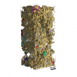 Fig. X. 3D Synchrotron Image (2)
